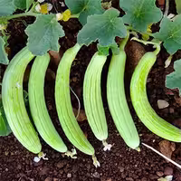 بذر دستی خیار چنبر