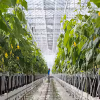 آموزش کشت گلخانه ای خیار (هیدروپونیک)