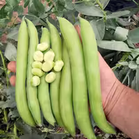 بذر باقلای مازندرانی ایران بذر
