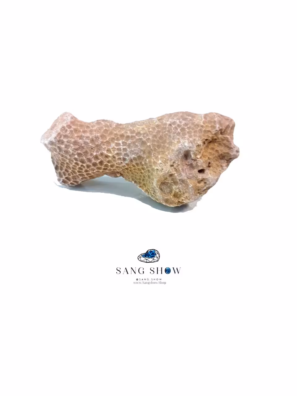 فسیل مرجان زیبا نمونه استثنایی و اصل و معدنی S1766