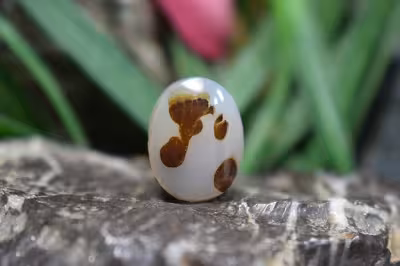 عقیق شجر برزیل