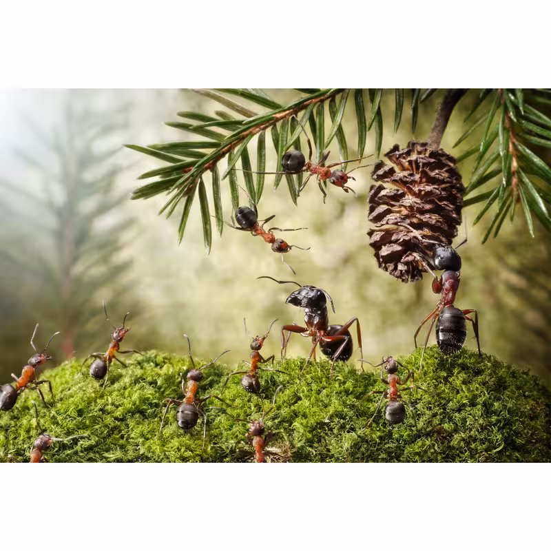 تابلو شاسی طرح مورچه و درخت کاج مدل T6752 | دنیای قاب