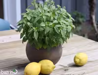 بذر ریحان لیمویی
