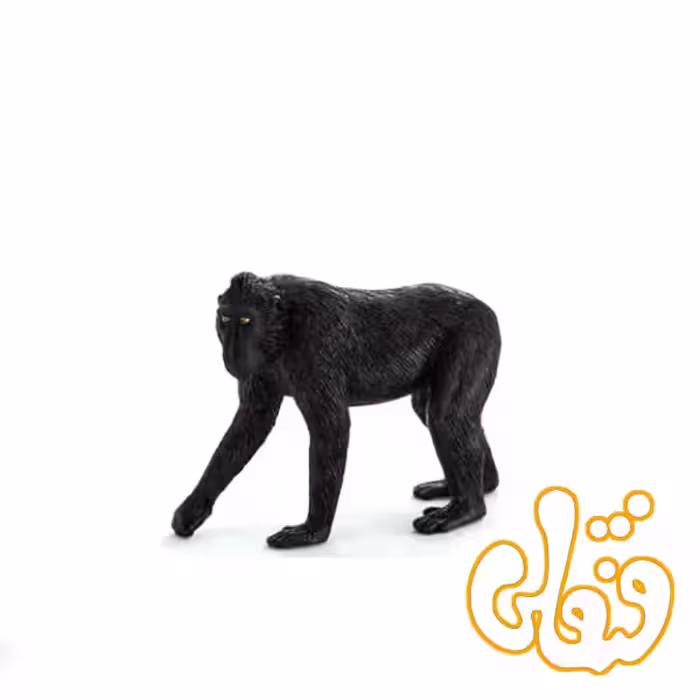 بوزینه کاکلدار سیاه Black Crested Macaque 387182