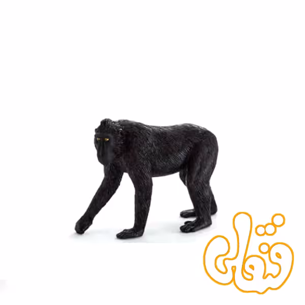 بوزینه کاکلدار سیاه Black Crested Macaque 387182