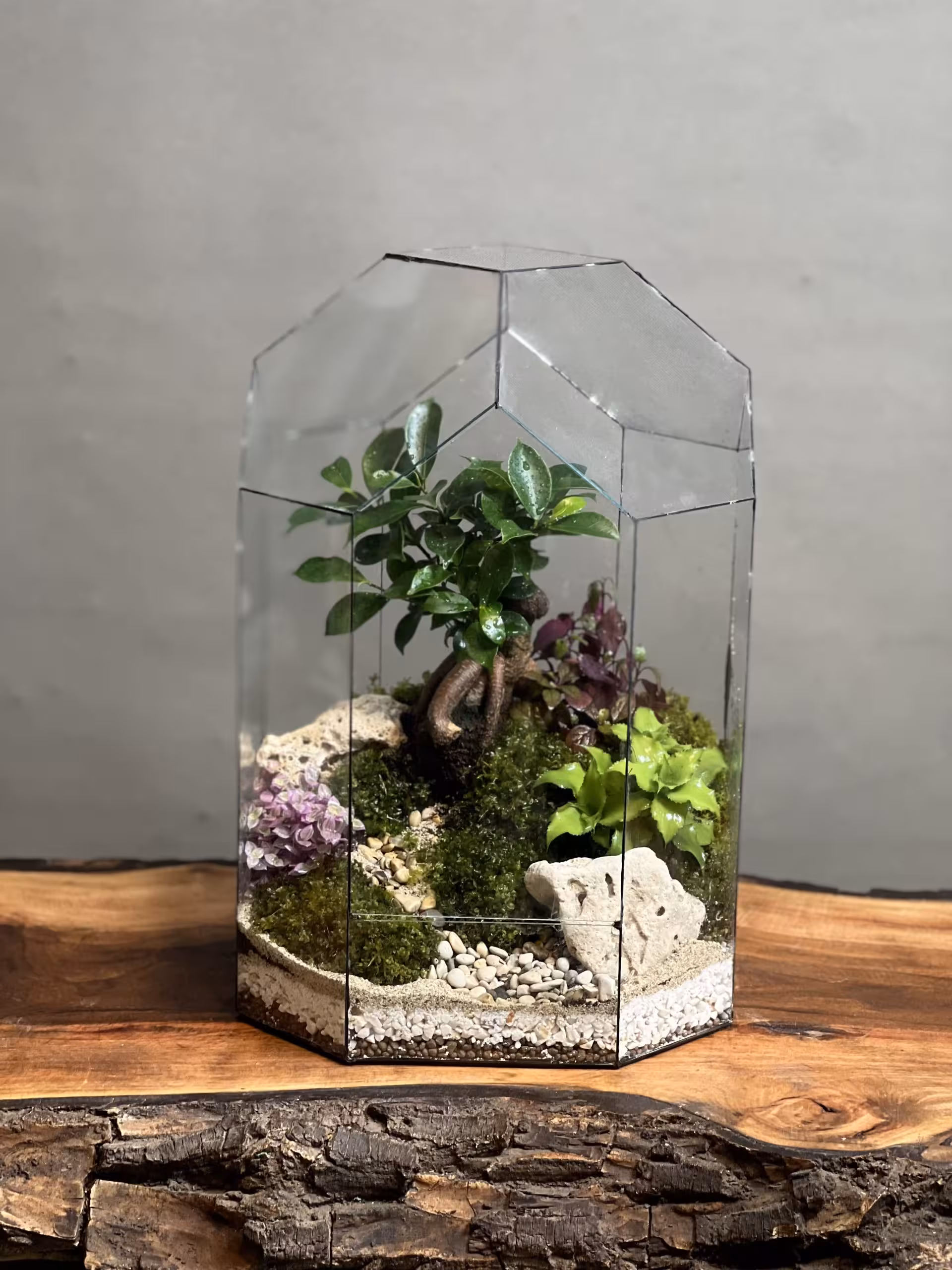 قیمت و خرید تراریوم گنبدی بنسای فیکوس پلاس