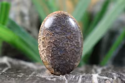 فسیل استخوان دایناسور