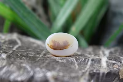 عقیق شجر برزیل