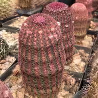 بذر کاکتوس اچینوسرئوس ریگیدیسیموس فیلددار بسته 10 عددی