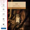 برچسب پوششی ماهوت مدل Owl مناسب برای تبلت اپل iPad Air 2013 A1475