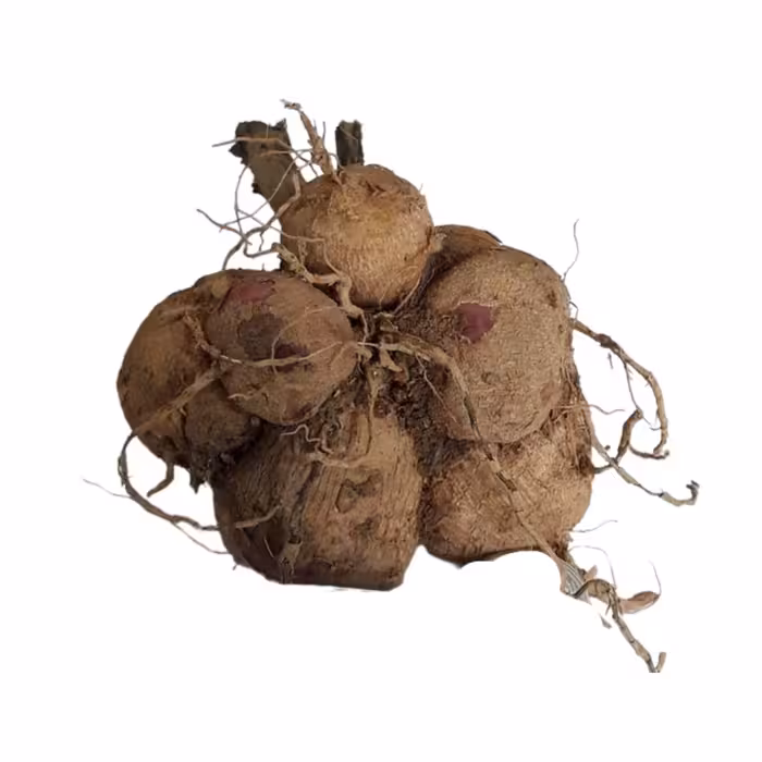 پیاز گل کوکب