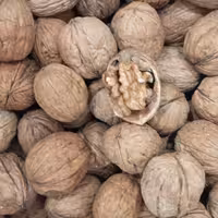 گردو کاغذی یک کیلوگرمی