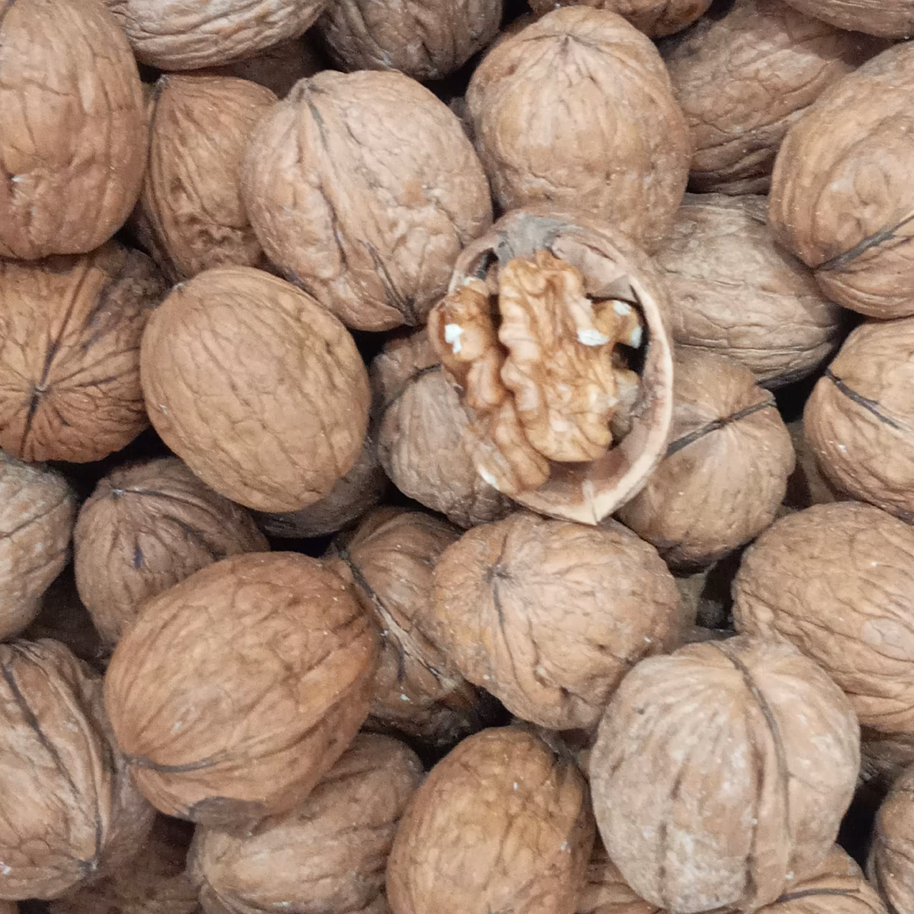 گردو کاغذی یک کیلوگرمی