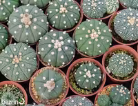 بذر کاکتوس آستریاس