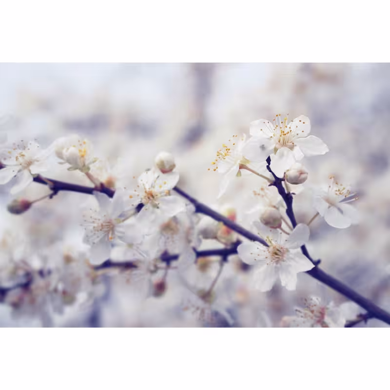 مگنت طرح شکوفه گل بهار مدل T1554