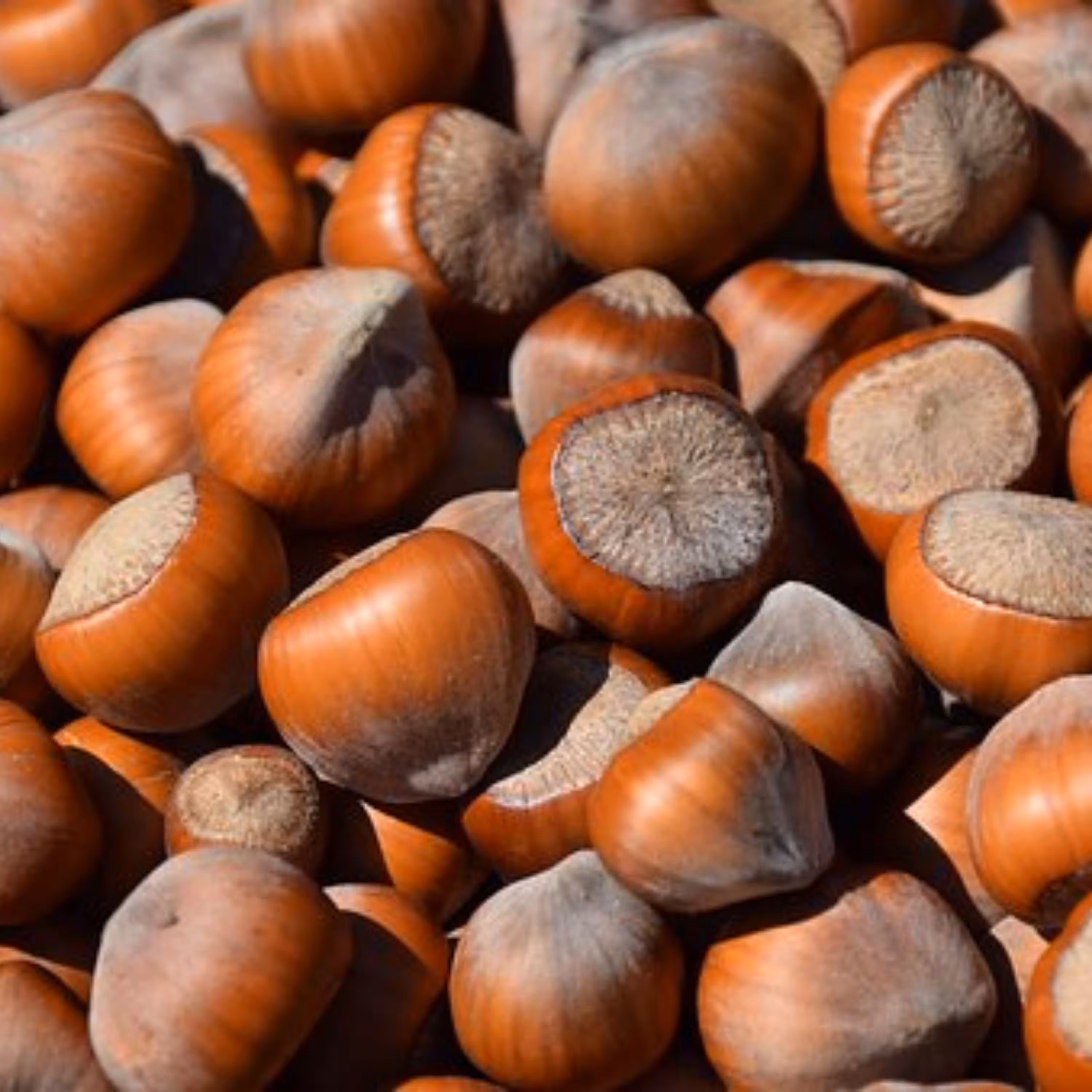 بذر فندق 5 عددی