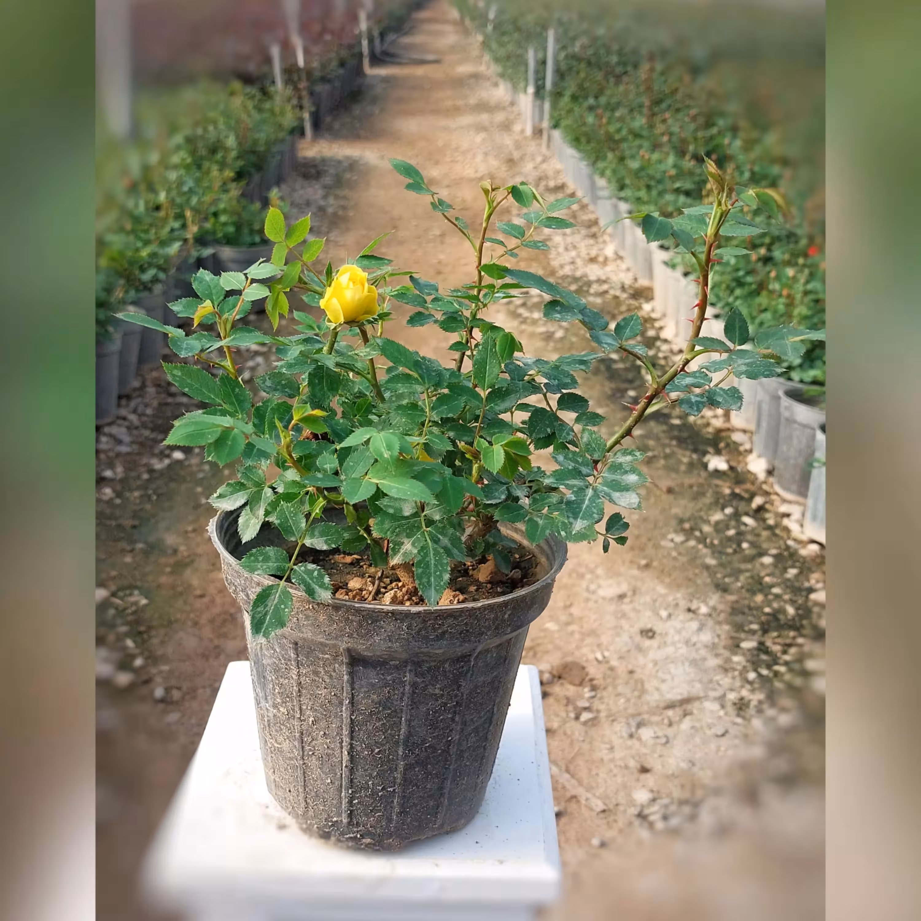 گل رز ساناز هلندی زرد با ارتفاع 25-30 سانتی متر