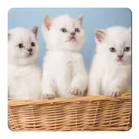 مگنت طرح بچه گربه کد NIM164