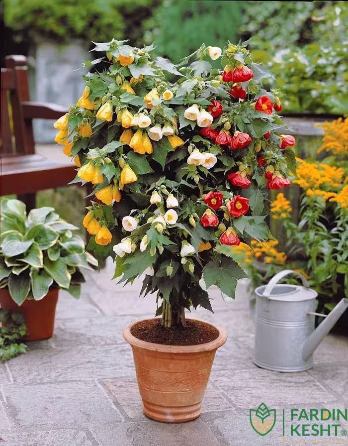 بذر گل ابوتیلون هلندی معطر گلدانی بسته 10 عددی