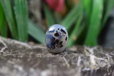 عقیق شجر برزیل