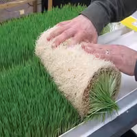 کشت علوفه هیدروپونیک