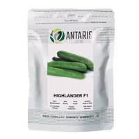 بذر هیبرید خیار هایلندر F1