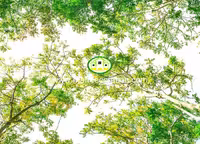 آسمان مجازی شاخه درختان کد 13292