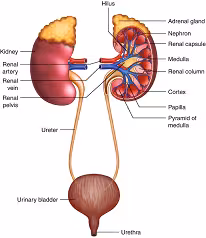 خلاصه جزوه آناتومی و فیزیولوژی کلیه