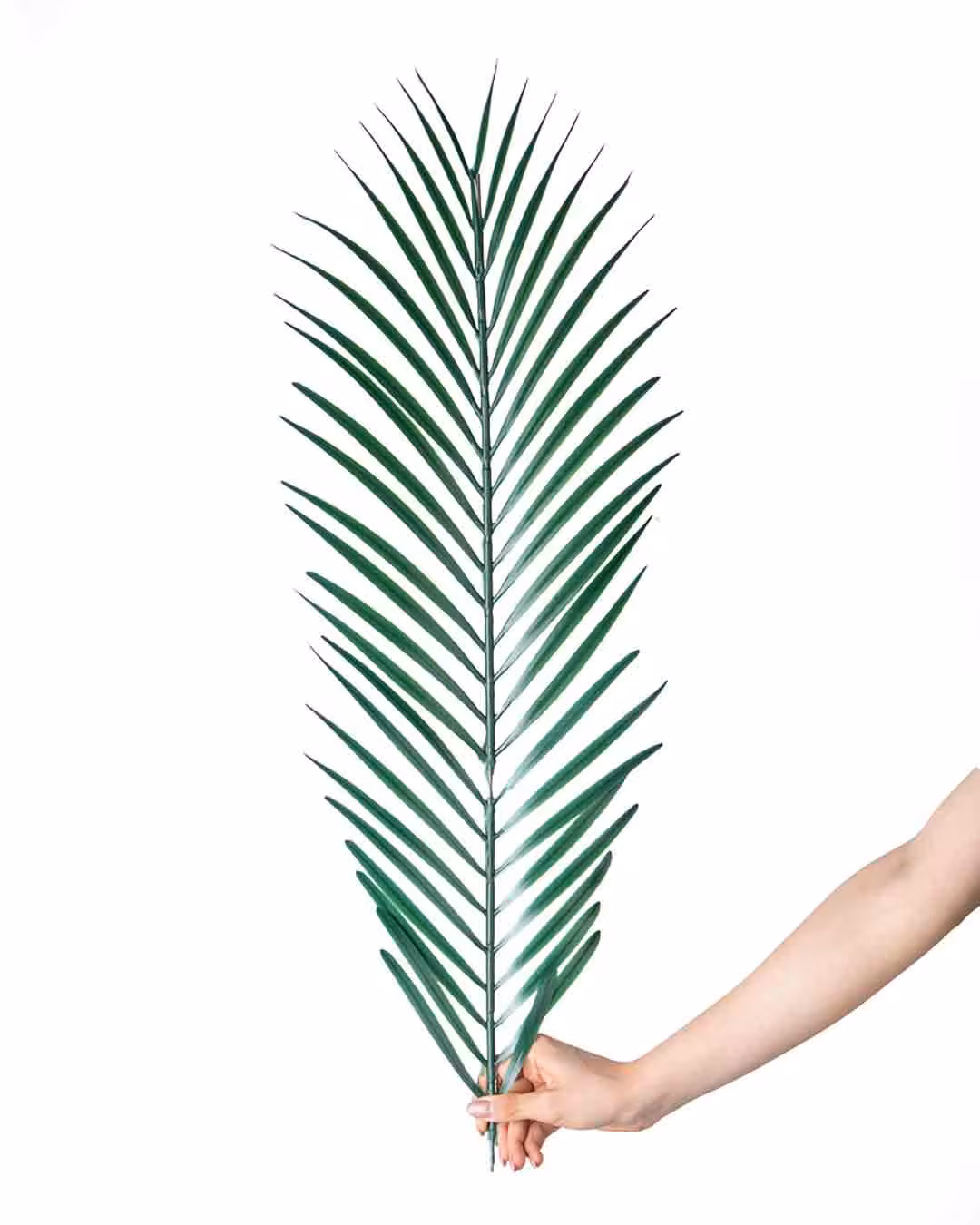 برگ سوزنی بلند