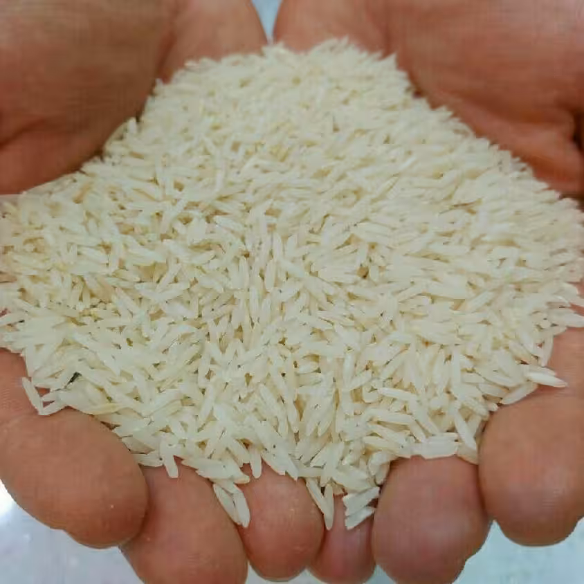 برنج هاشمی خالص گیلان جان محصول 1402 محصول شهر خمام
