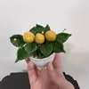 گلدان به همراه گل مصنوعی مدل میوه ای