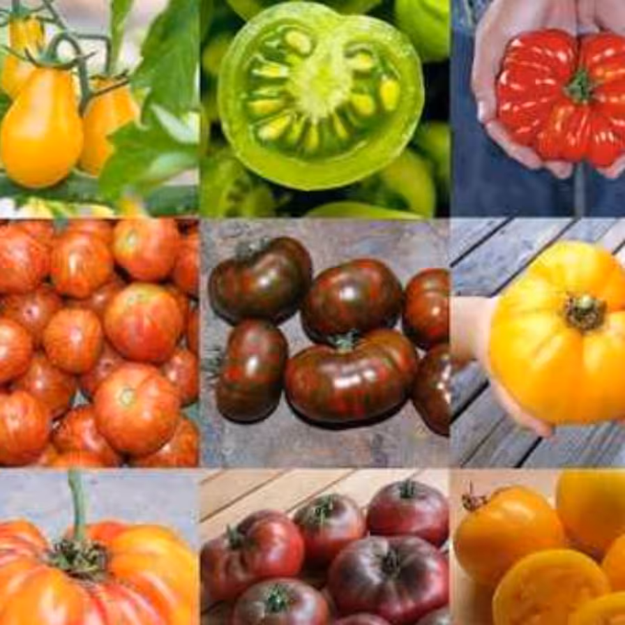 بذر گوجه فرنگی میکس بسته (25 عددی).