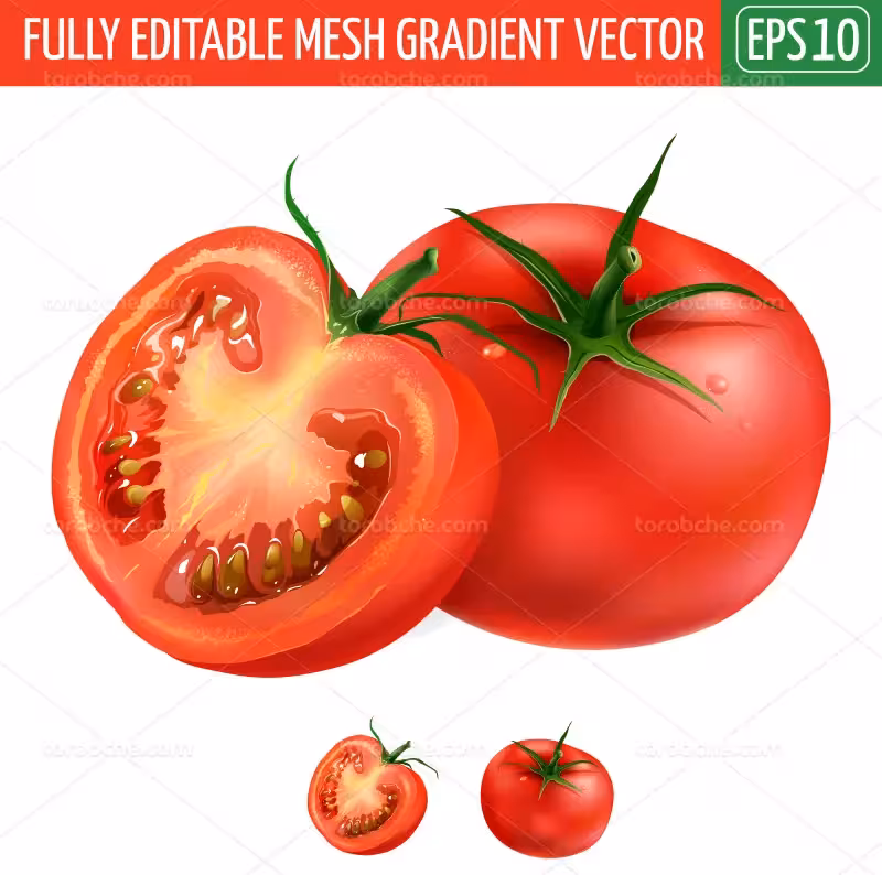 وکتور گوجه فرنگی تازه | گرافیک با طعم تربچه