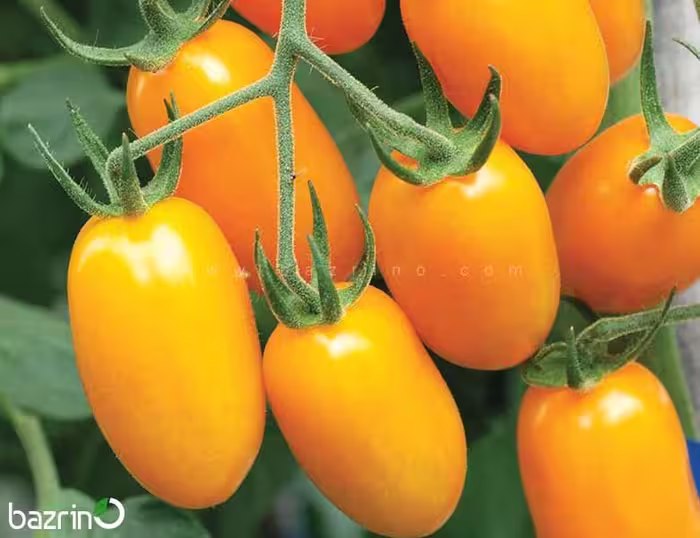 بذر گوجه فرنگی تخم مرغی طلایی درختی
