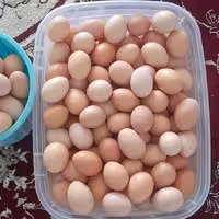 تخم مرغ محلی عمده