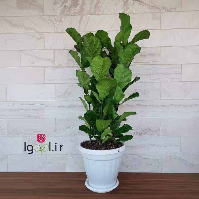 گیاه فیکوس لیراتا 4 شاخه با گلدان