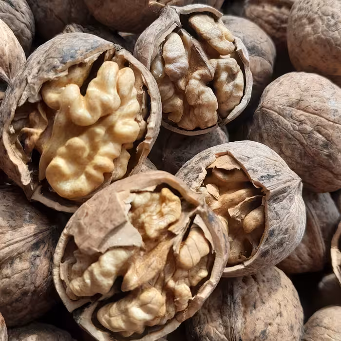 گردوی کوهستانی کاغذی و مغز سفید