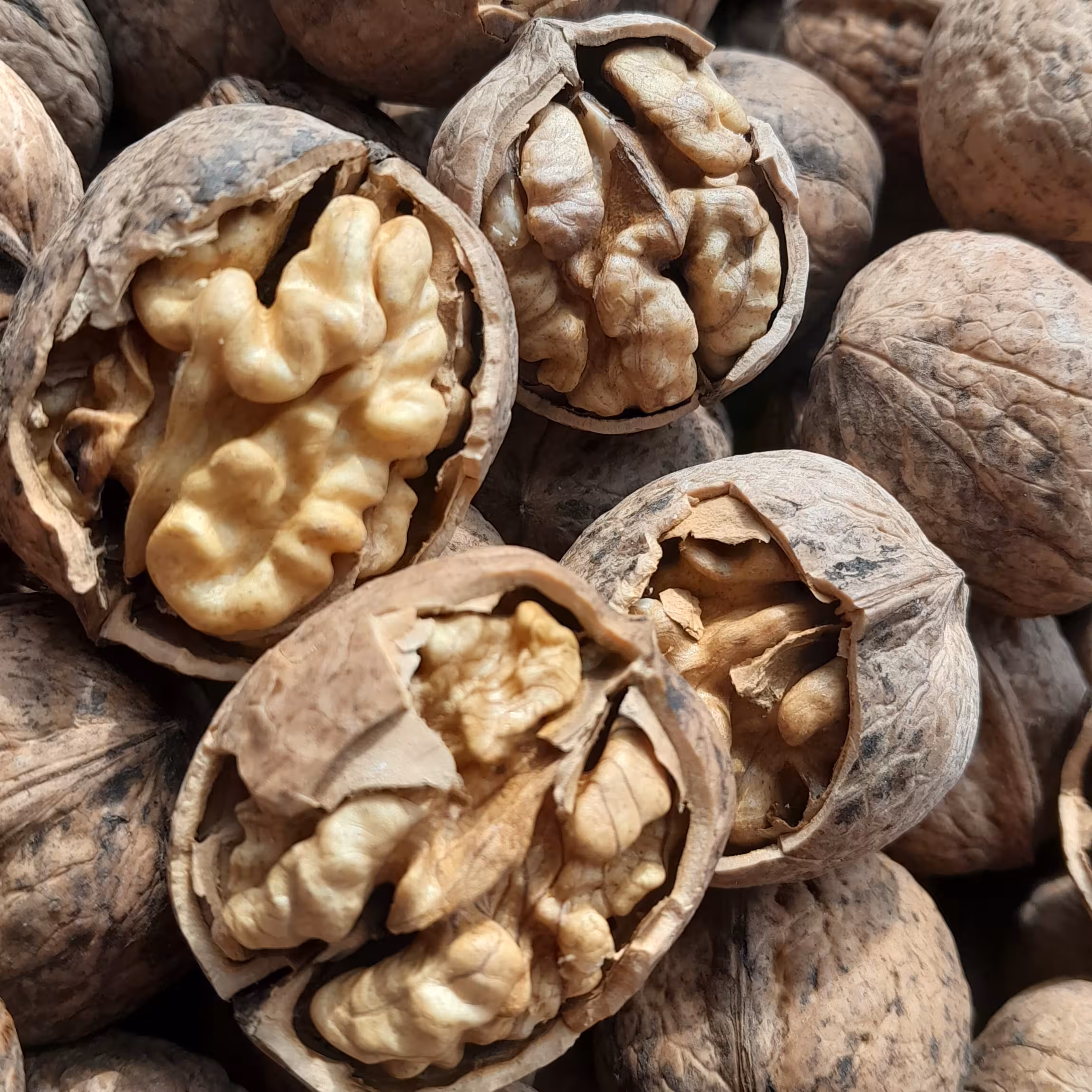 گردوی کوهستانی کاغذی و مغز سفید