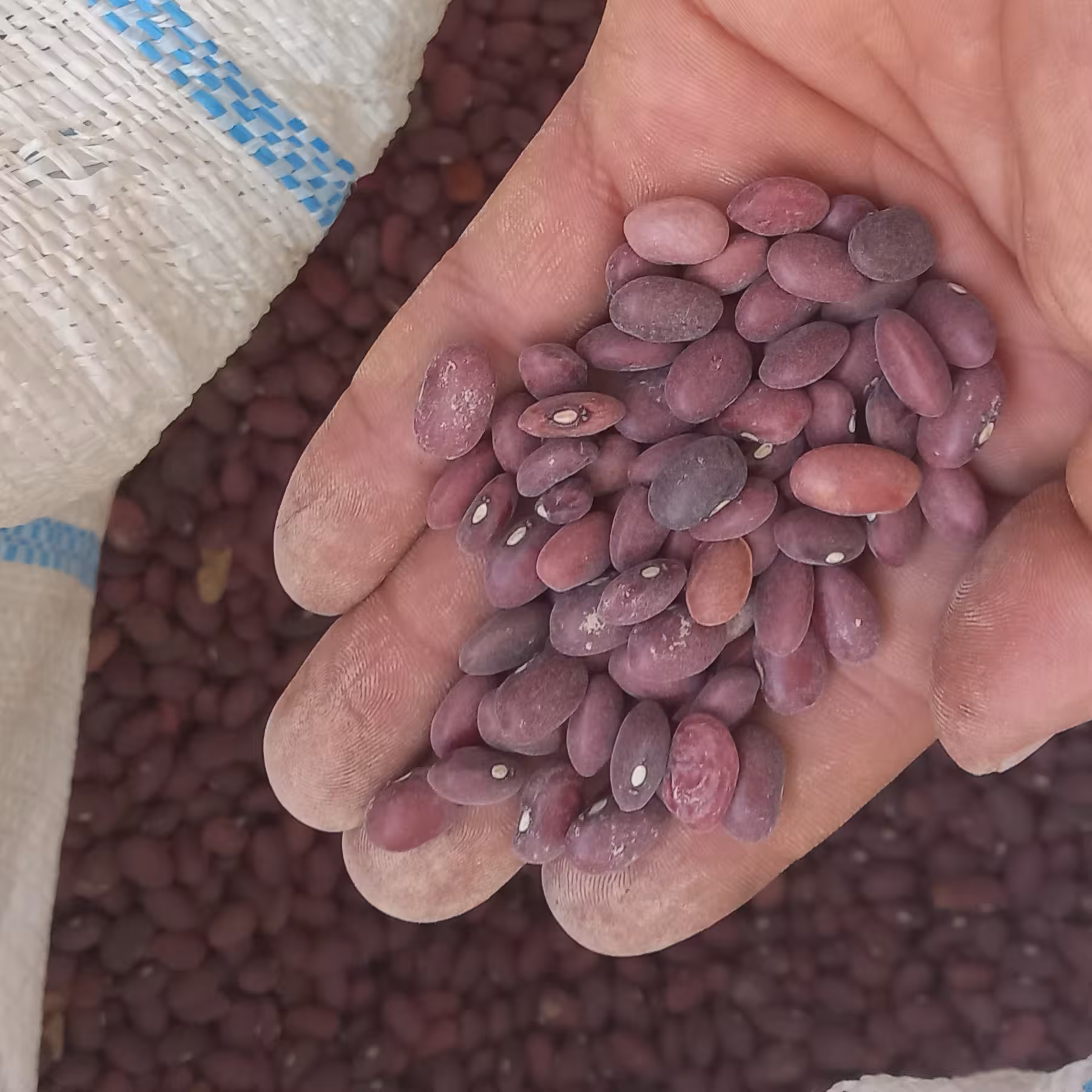 لوبیا قرمز  دو کیلویی با ارسال رایگان  پاک کرده