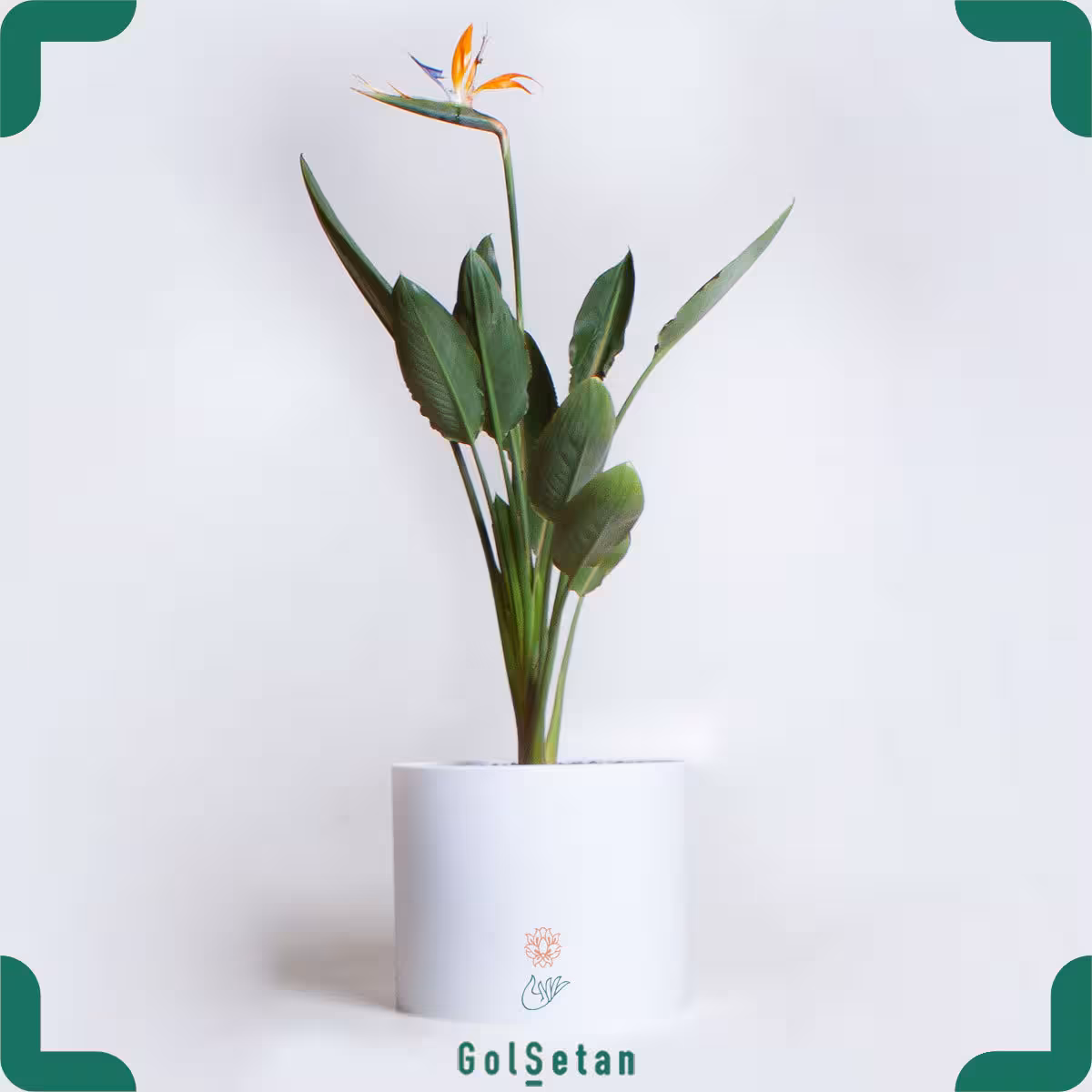 استرلیتزیا (پرنده بهشتی) بتنی سفید