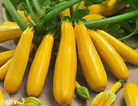 بذر کدو خورشتی طلایی F1