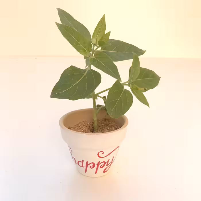 گلدان سفالی پاستل گالرئ مدل یاقوت کد 3