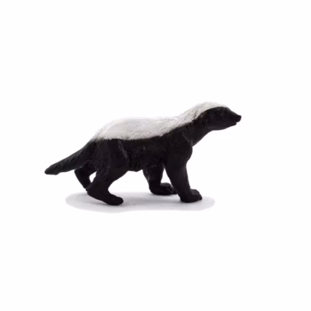 گورکن عسل خوار نر Honey Badger Male MOJO