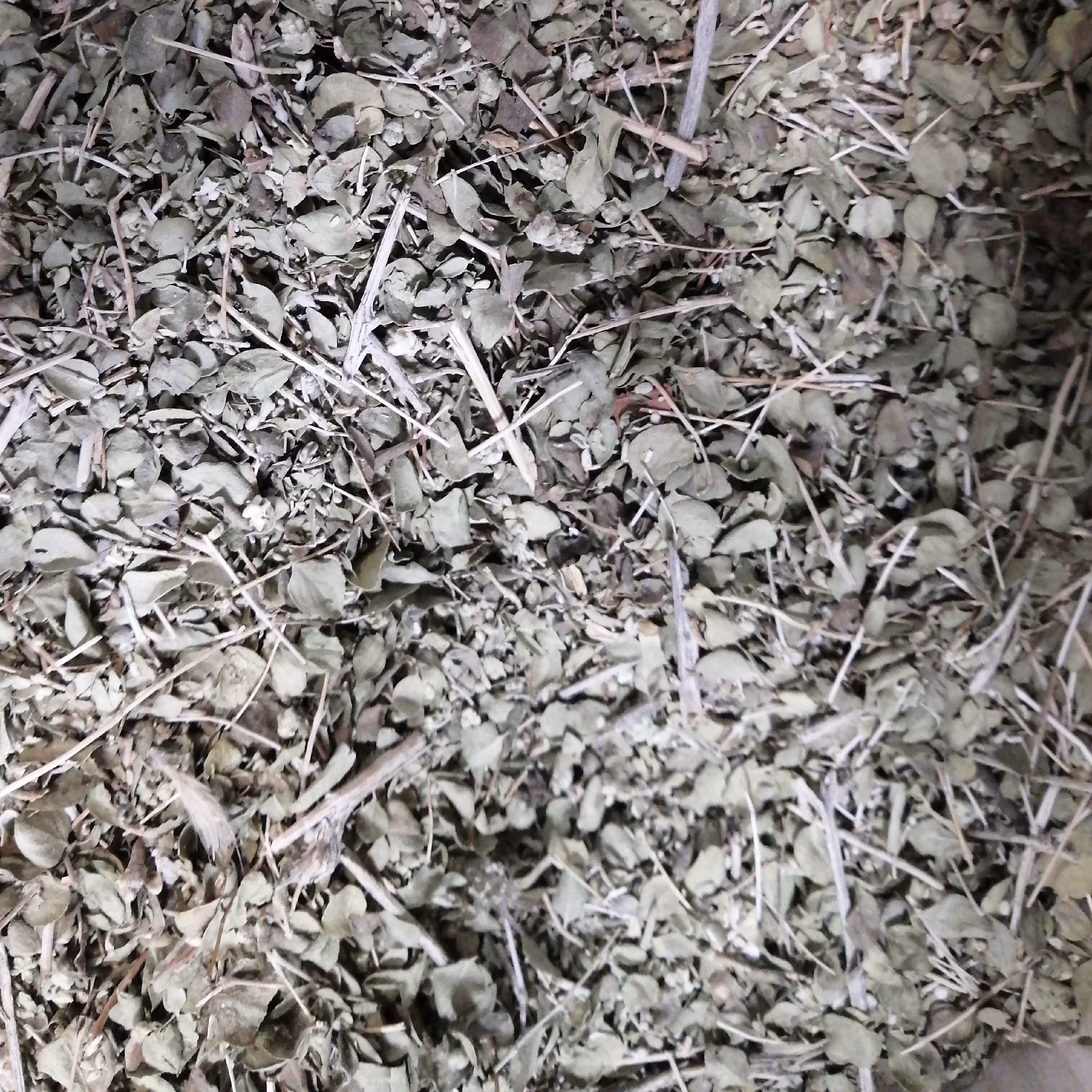 آویشن شیرازی 75 گرم