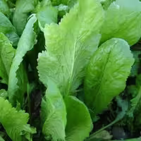 بذر شاهی  برگ پهن