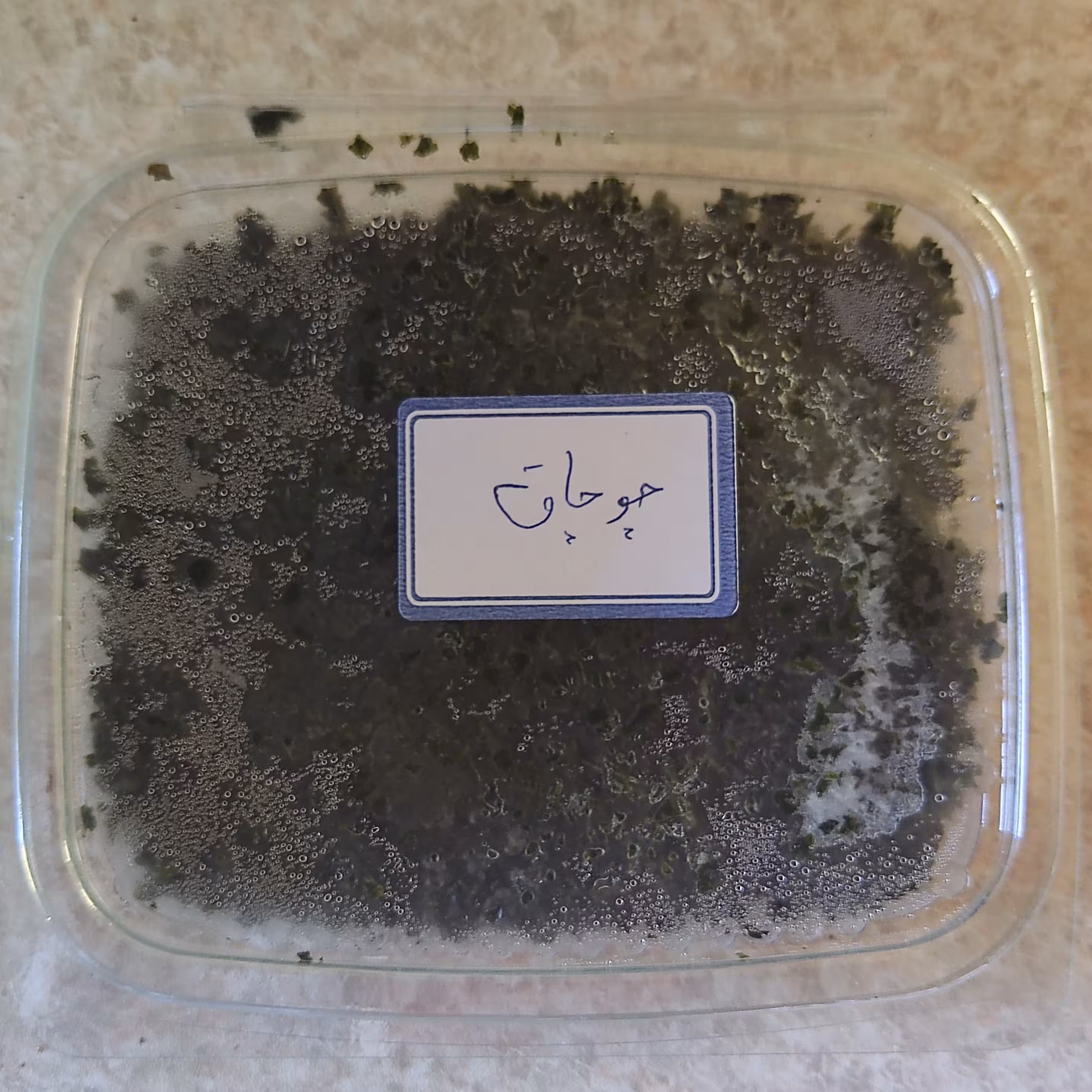 سبزی محلی چوچاق