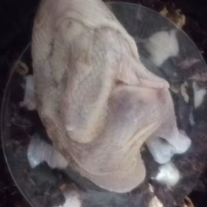 جوجه خروس محلی اصل