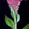 شاخه تاج خروس