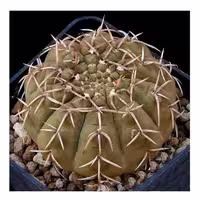 بذر کاکتوس ژیمینوکالسیوم مدل آستریوم