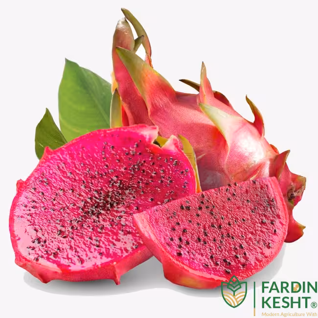 بذر دراگون فروت قرمز بسته 10 عددی
